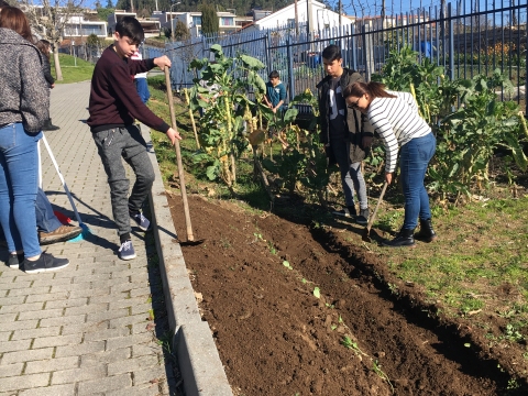 Trabalho dos alunos na preparação e plantação da horta.